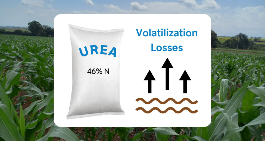 Urea
